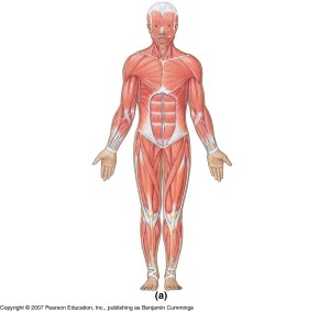 07_11aOvrvwSkelMusclAnt_U